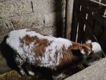 Toyota: 4 buzov satılır 1i yerli malla anqusdun qarışıqıdı 2 si simental — 2