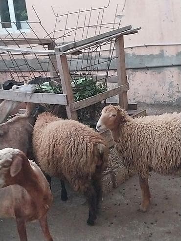 qara mal: Damazlığ ana bala qoyunlar satılır. Balaların biri dişi, ikisi — 4