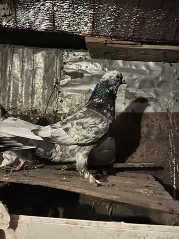 lələkli heyvanlar: Məhsul: Ev göyərçinləri (cins dekorativ/oynaq) Təsvir: - Rəng çeşidi — 2