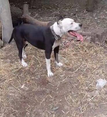 çoban iti: Pitbul, 1 il, Erkek — 1