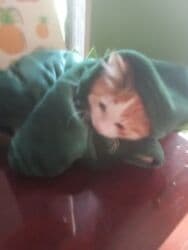 pişik satişi: Britan, Dişi, Yaxşı əllərə, Ünvandan götürmə, Pulsuz çatdırılma, Ödənişli çatdırılma — 9