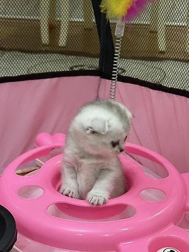 Кошки: Шиншилла, Самка, В добрые руки, Самовывоз, Платная доставка, Доставка в районы — 6