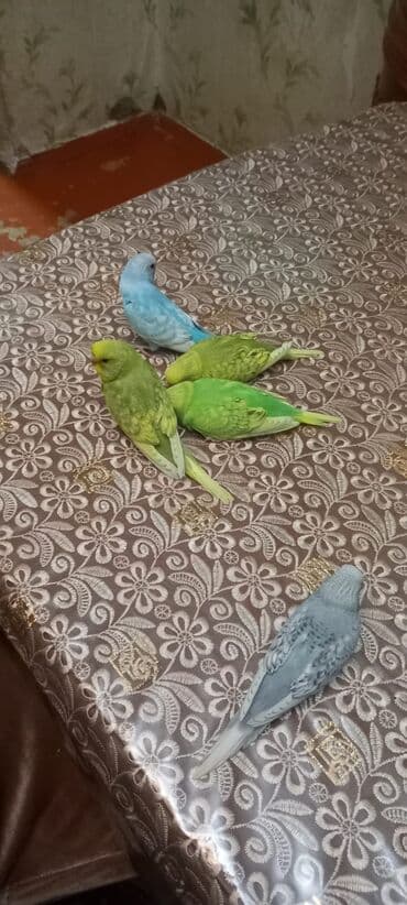 qafqaz coban iti sekilleri: 1 ededi 10 manat çex bala quşlar — 1