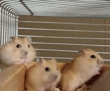 Cücərtili, mehriban xırda gəmiricilər – hamsterlər - Növ: dekorativ