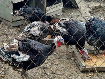 İtlər: Həyət hinduşkaları satılır. Qidası buğda və otdur. Tam sağlamdırlar və — 3