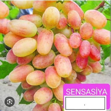 Чай, кофе, напитки: Məhsul: Qırmızı/çəhrayı süfrə üzümü (salxım) - Böyük, sıx salxımlar; — 2