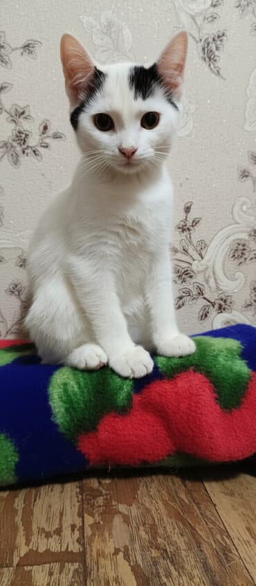 dişi pişiklər: Şotland, Erkək, Yaxşı əllərə, Ödənişli çatdırılma — 1