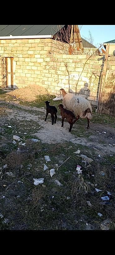qoyunun disleri: Dişi, Qala, il: 1, 50 kq, Damazlıq, Ünvandan götürmə — 3