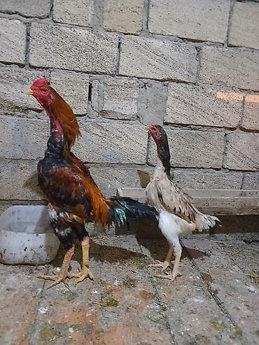 ucuz toyuq satisi: Toyuq, Damazlıq — 1