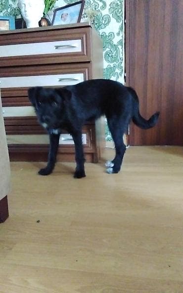 labrador retriever satilir: Чистокровный ирландский волкодав 4 месяца сука,все прививки сделаны — 2