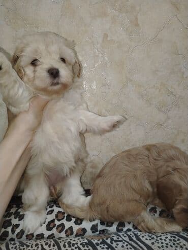 где можно купить собаку мальтипу: Mini və mikro maltepoo cinsli balalar rəngləri 2 qırmızı(red) 1 — 5