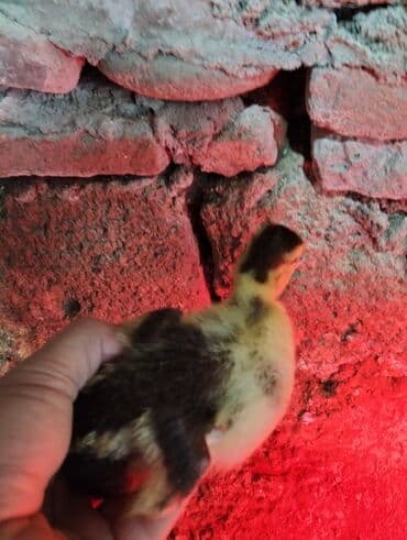 Salam lal ördək balası satılır noyabrın 8 zin balasıdı