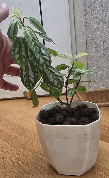 gulu: Pilea (Qarpız gülü) – dekorativ yarpaqlı otaq bitkisi keramzitdə 2 — 3