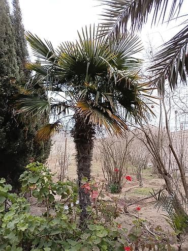 agaclar: Trachycarpus fortunei (Hind xurması, küləkə davamlı xurma palmiyesi) – — 1