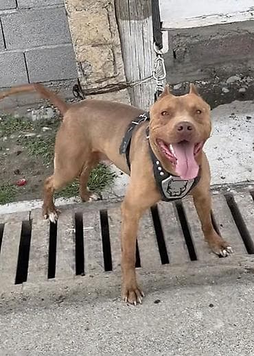 pitbul balasi: Pitbul, 2 ay, Erkek, Peyvəndli, Ünvandan götürmə — 2