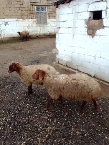 ana bala qoyun: Qiymət cütünə ayıdır real alıcıya endirim olacaq boğaz heyvan di — 1