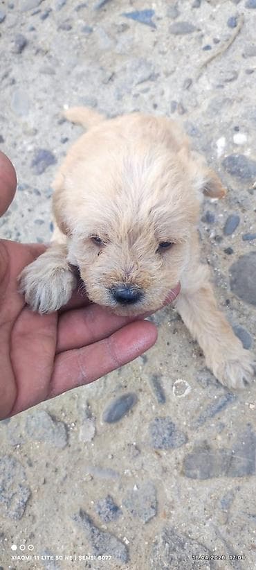 cuce yemi: Peyvəndli — 4