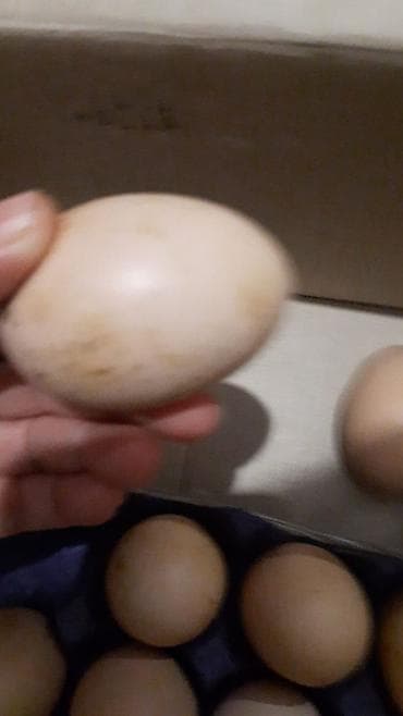 Balıqlar: Yumrta - Rənglər: ağ-qara (kolumbiya naxışlı), qara və qırmızı-ala — 6