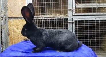 Digər kənd təsərrüfatı heyvanları: Dovşanlar Flandr cinsli. Flandr cinsli dovşan balaları satılır. Ən — 9