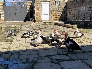 qus yuvalari: Lal ördəklər tam sağlar cavandılar 1 ilin fərələridi, 7 8 aylıqlarda — 10