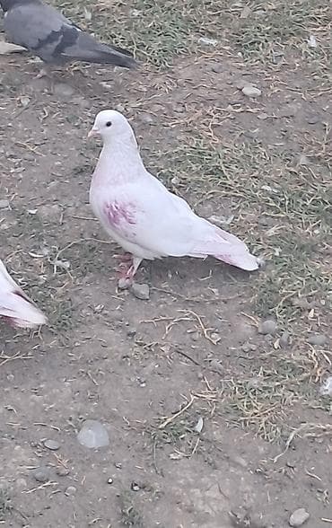 heyratı o şamo: Salam Hervaxtınız Xeyir olsun 20 ye yaxın Göyercinlerim var Deyere — 1