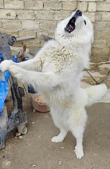 balaca tuklu itler: Samoyed — 1