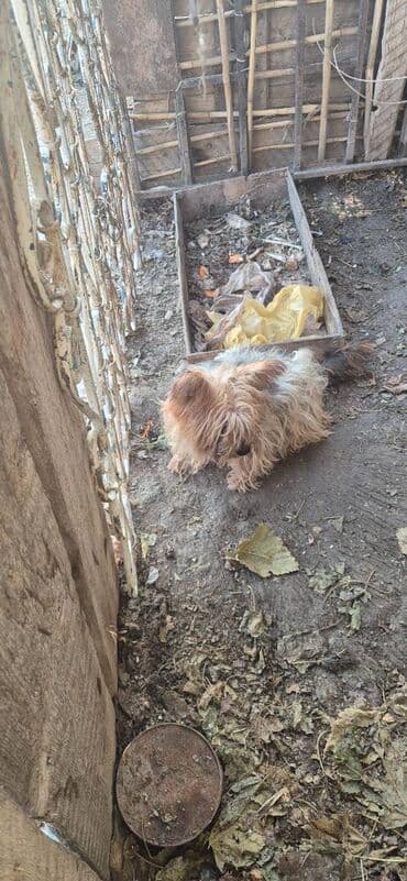 itlerin satisi ucuz: Yorkşir teryer, Erkek — 4