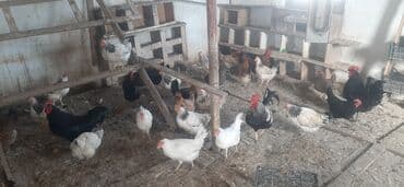 Keçi, çəpiş: Toyuq, Adler, Damazlıq — 3