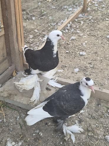 kakadu quşu: 1 cut qara agbas — 2