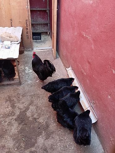 Toyuq, Australorp, Yumurtalıq