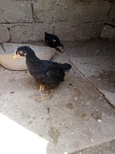 Toyuq cücələri, Damazlıq, Ünvandan götürmə lalafo.az -da Toyuq cücələri, Damazlıq, Ünvandan götürmə