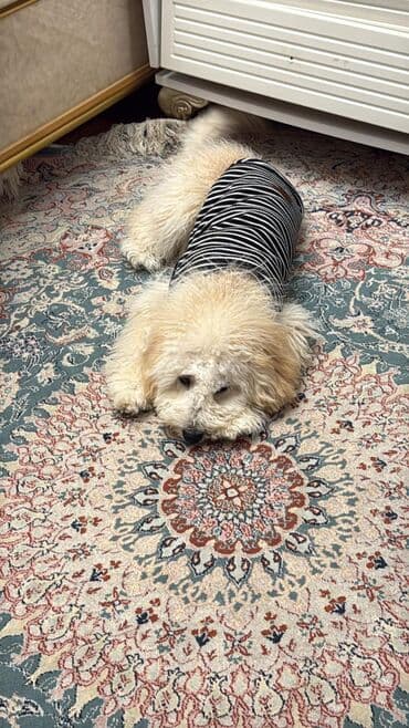 Great Wall: Pudel, 8 ay, Erkek — 2