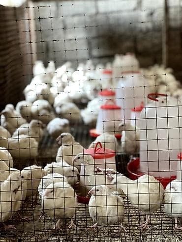 Kənd təsərrüfatı quşları: Ağ bıldırcın – ət və yumurta istiqaməti - Cins: ağ (ingilis “Texas — 3