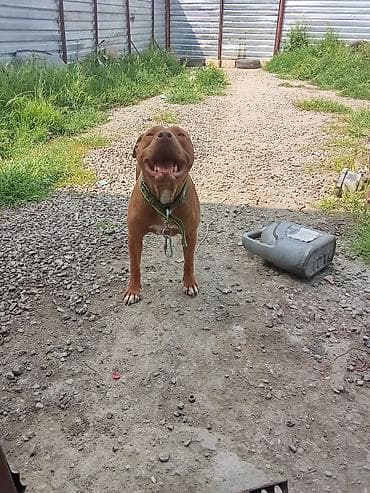 Heyvanlar: Pitbul, Peyvəndli — 7