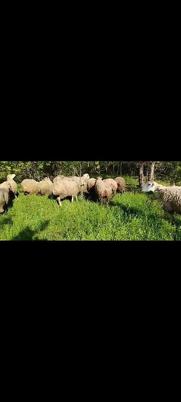 Təcili satılır uyğun qiymətə qarnında balası ilə