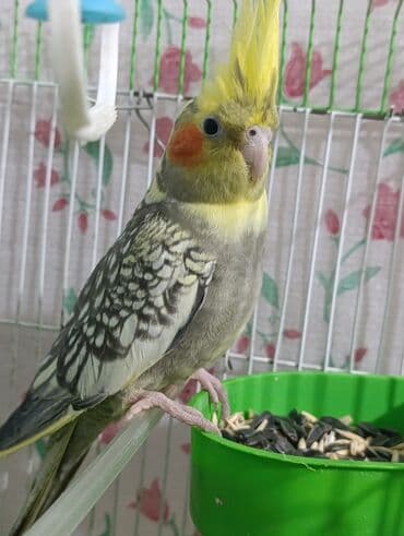 pulsuz heyvanlar verilir: Sağlam korella quslari satılır 3 ededdir.hamisini alana cüzi endirim — 2