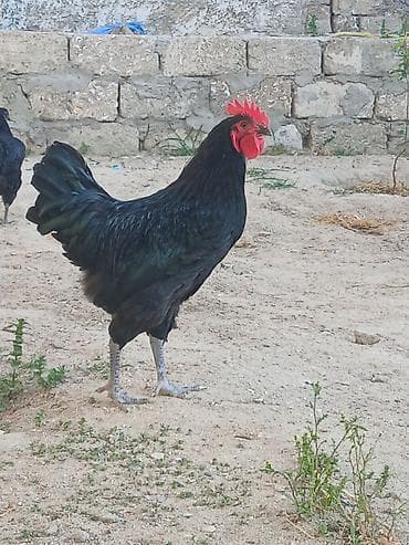 yem karma: Qara rəngli xoruz. 6 aylig aktiv xoruzdu. - Cins: ehtimalən yerli — 1