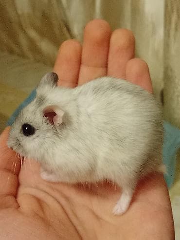 xomyak satilir: Cücəcik ölçülü, ağ-boz rəngli xəncər gözlü xomyak (cücəlikdən ələ — 4