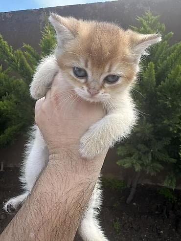 pişik balası satılır: Britan, Erkək, Dişi — 6