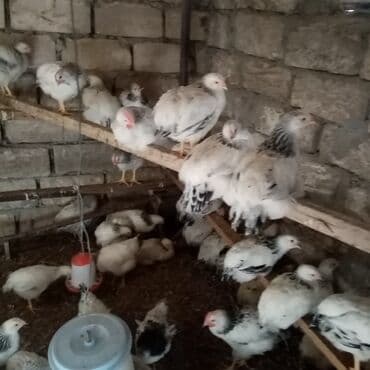 kend teserrufati avadanliqlari satisi: F6-serebrist cücələr satılır vitamin və dərmanlar verilib tam sağlam — 4