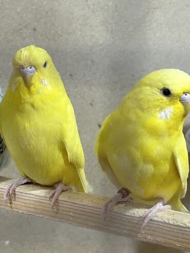 pişik bala: Temiz qan cexler coğu vistifka qarışığı cüte hazır erkek dişiler Bala — 9