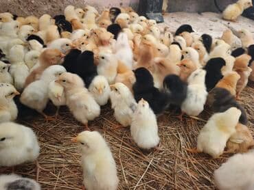 cucələr: Toyuq cücələri, Ətlik — 2