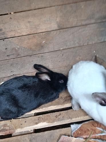 Mal-qara: Doşan satışı sort doşan satlır zəmətolmasa baş sualar zəng eləməyin — 3