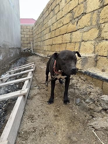 it haqqinda melumat: Pitbul, 1 il, Dişi, Peyvəndli — 3