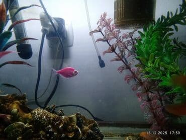 beta balığı: Sülhsevər, Ünvandan götürmə, Ödənişli çatdırılma — 2