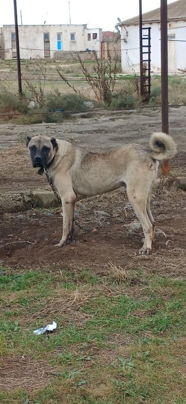 отдам в хорошие руки маленькую собачку: Кангал, 2 года, Самец, С прививками — 2