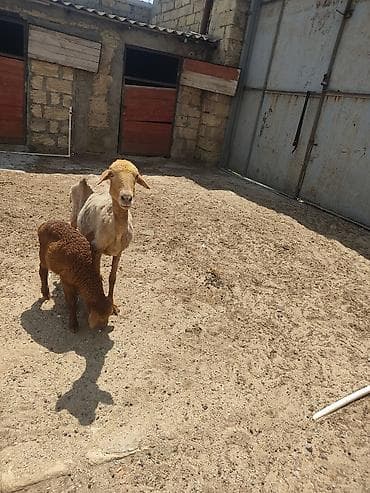 alabay bala: Anaba qoyun ballasi erkeydi cavan qoyundu anasi — 7