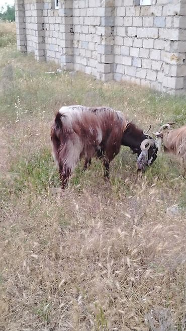 ereb kecisi: Satılır – keçilər sürüsüSalam. heyvanlar tam sağlamdı 2 hələb erkək — 1