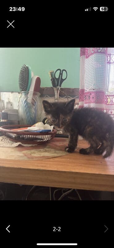 сколько стоит котенок: Турецкая ангора, Самец, Самка, В добрые руки, Самовывоз — 3