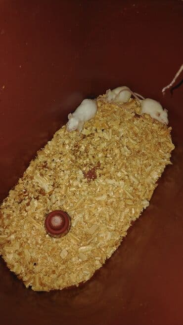 Ağ rəngli ev siçanları – kiçik, aktiv və asan baxımlı heyvanlar